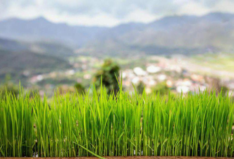 Dlaczego trawa pszeniczna jest wspaniałym dodatkiem do Twojej diety?